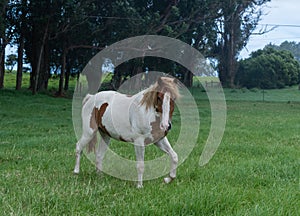 Beautiful horse at a horse ranch in Kohala on the Big Island of Hawaii