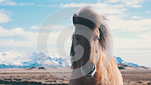 Beautiful horse iceland mountains winter sunshine weather wind 100 fps