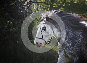 Beautiful horse irish cob,gypy vanner with long flowing mane running on blooming meadow, spring time