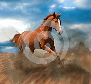 Beautiful horse kicking up dust while
