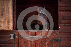 Beautiful horse looking over the stable doors with braided mane. Beautiful brown ranch horse with braided mane. Big