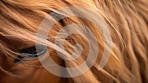 beautiful horse mane moving in the wind, welsh pony running with long mane, galloping horse, equine portrait close up