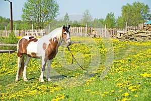 Beautiful horse on a meadow