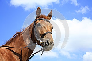 Beautiful horse on a meadow in the summer