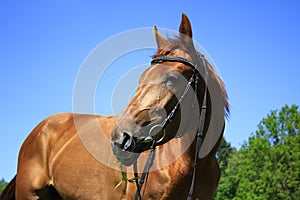 Beautiful horse on a meadow in the summer
