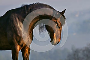 Beautiful horse in morning fog