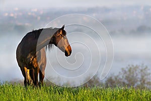 Beautiful horse in morning fog