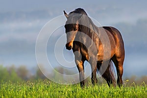 Beautiful horse in morning fog