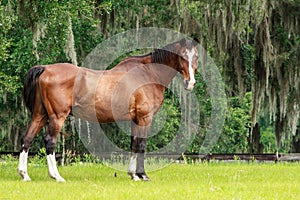 Beautiful Horse Ocala Florida photo