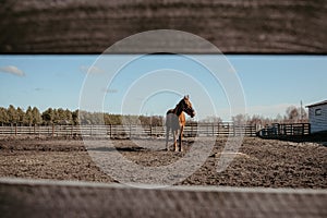 Beautiful horse on paddock horse in spring