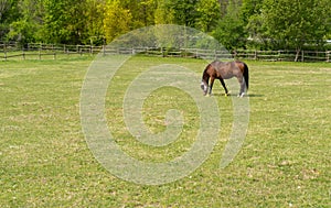 A beautiful horse in the pasture. Catwalk for horses.