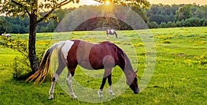 Beautiful horse on the pasture at sunset in south carolina moun