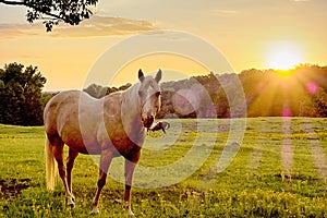 Beautiful horse on the pasture at sunset in south carolina moun