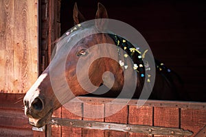 Beautiful horse peeks out the window with braided mane. Beautiful brown ranch horse with braided mane. Big bodied ranch