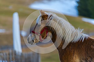 Cute horse play in the garden