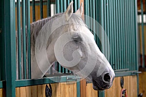 beautiful horse portrait