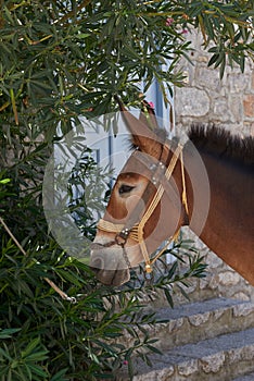 Beautiful horse portrait at Hydra island