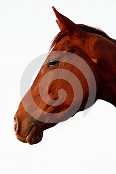 Beautiful horse portrait photo