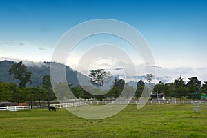 Beautiful horse on the ranch