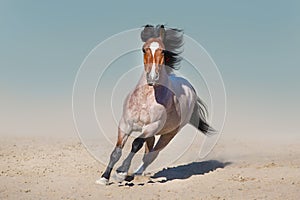 Beautiful horse run in desert