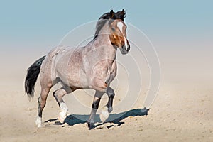 Beautiful horse run in desert