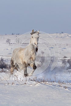 Beautiful horse run gallop in winter snow