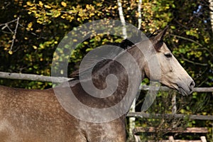 Beautiful horse running on pasturage in autumn