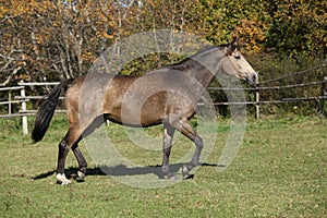 Beautiful horse running on pasturage in autumn