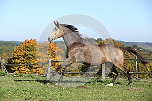 Beautiful horse running on pasturage in autumn