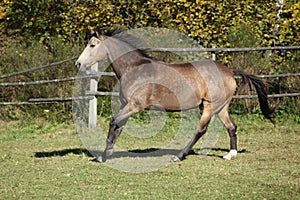 Beautiful horse running on pasturage in autumn