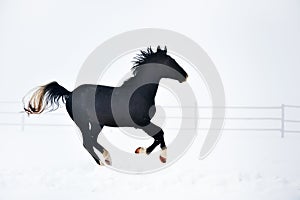 Beautiful horse running in winter