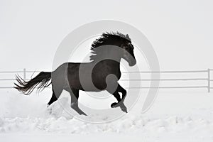 Beautiful horse running in winter