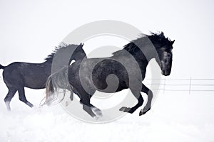 Beautiful horse running in winter