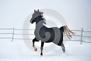 Beautiful horse running in winter