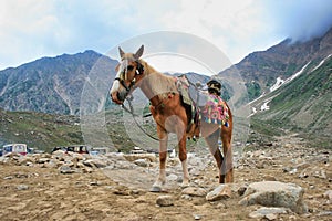 A Beautiful Horse on Saif ul Maluk Lake mountains with cloudy weather, located in Northern Areas of Pakistan photo