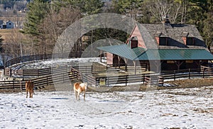 Beautiful Horse Stable