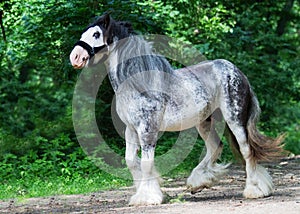 Beautiful horse stallion breed irish cob, gypsy vanner or tinker in summer forest