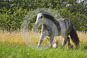 Beautiful horse stallion breed irish cob running in flower meadow with sunset