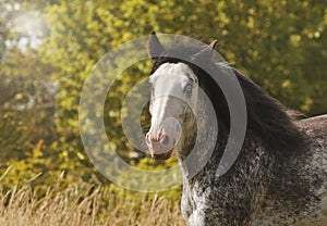 Beautiful horse stallion breed irish cob running in flower meadow with sunset