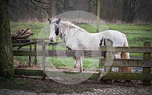 Beautiful horse standing behind the wooden fence at the farm