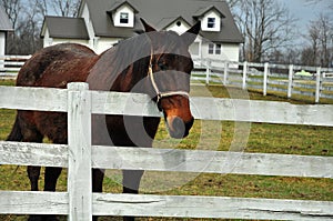 Beautiful horse standing by a fence at an Amish home in Ohio