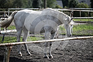 beautiful horse in a stud farm