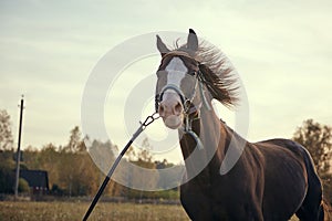 Beautiful horse stud in the field