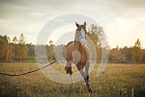 Beautiful horse stud in the field