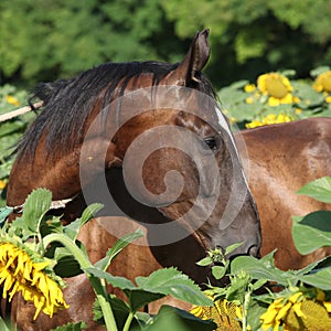 Beautiful horse in sunflowers