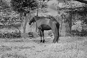 Beautiful horse in the tranquility of his farm in Viseu