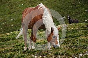 Beautiful horse in the vast mountain expanses on the road Timmelsjoch