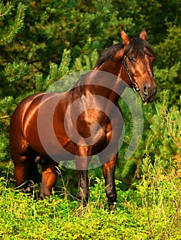 Beautiful horse in verdure