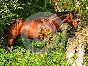 Beautiful horse in verdure