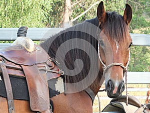 Beautiful horse with western saddle